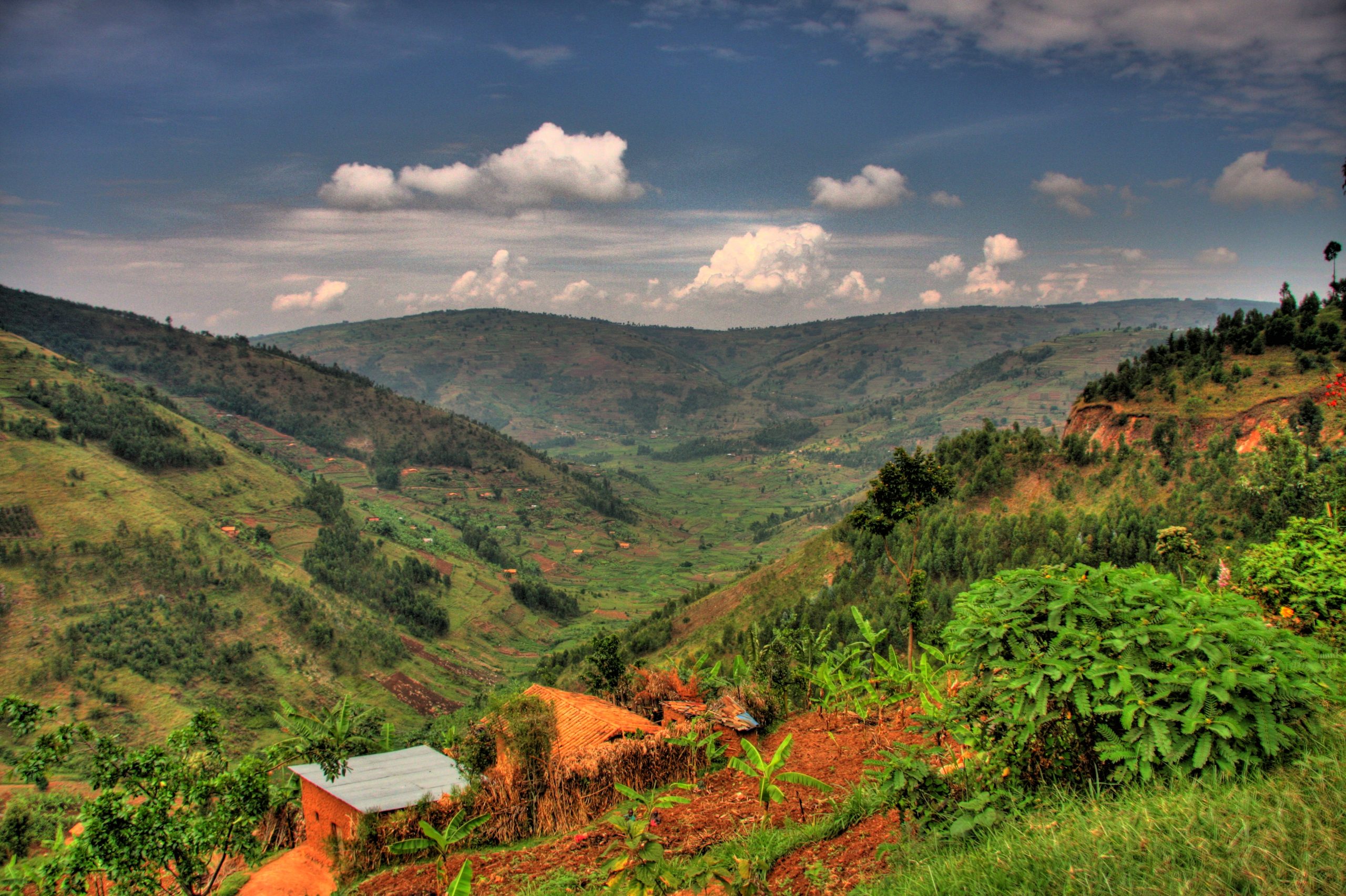 You are currently viewing What are the major attractions in Uganda and Rwanda? 