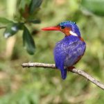 Birding Tours Around Kabale
