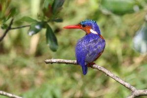 Read more about the article Birding Tours Around Kabale
