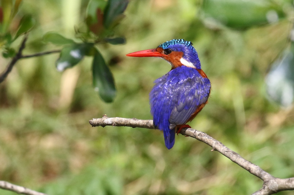 You are currently viewing Birding Tours Around Kabale