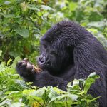What Can I Expect from a Safari in Rwanda?