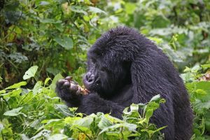 Read more about the article What Can I Expect from a Safari in Rwanda?