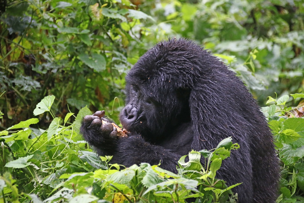 You are currently viewing What Can I Expect from a Safari in Rwanda?