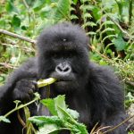 Budget tours in Rwanda.