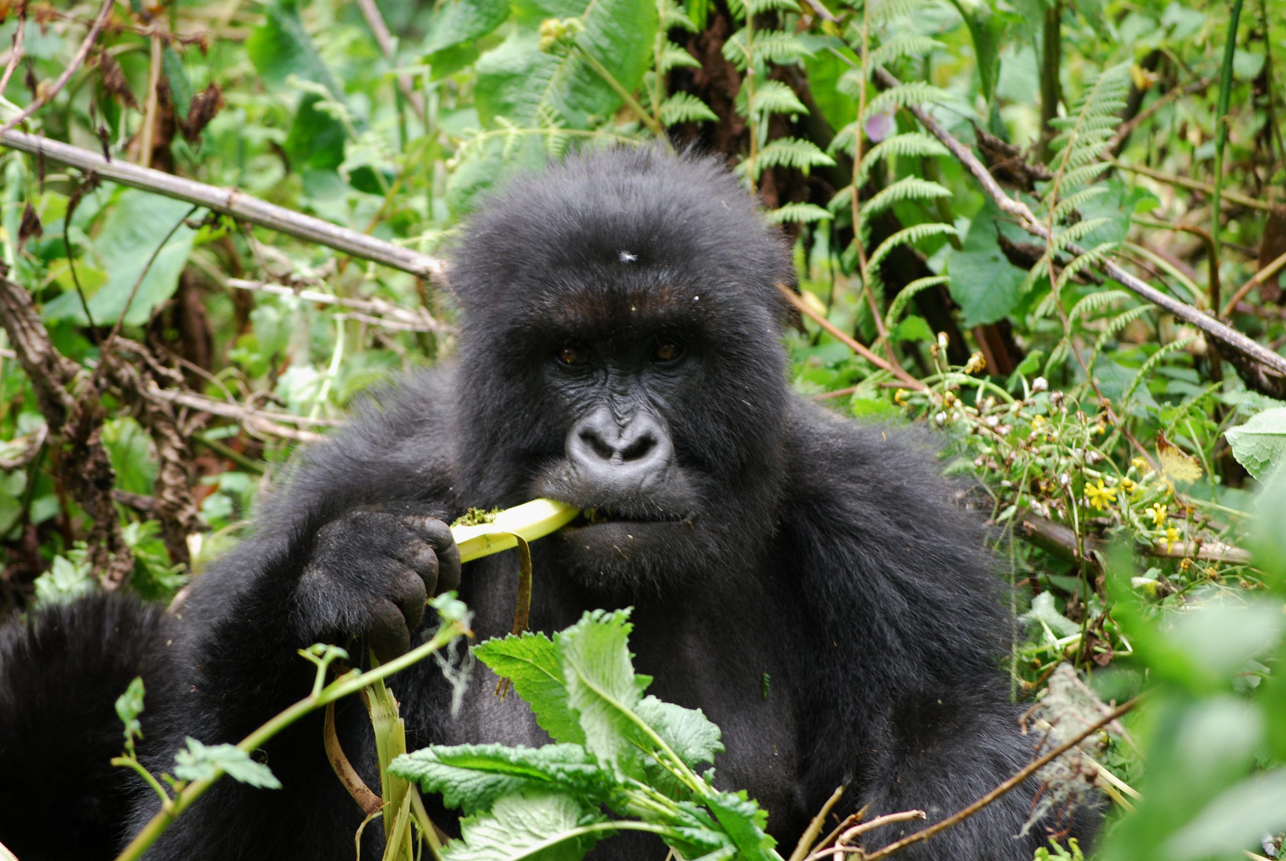 You are currently viewing Budget tours in Rwanda.