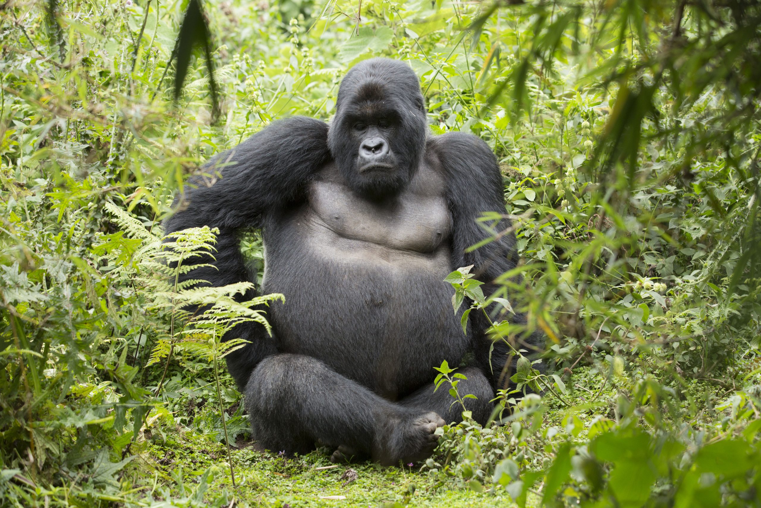 You are currently viewing Possibilities to see Gorillas in Rwanda