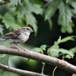 Birdwatching Rwanda Uganda