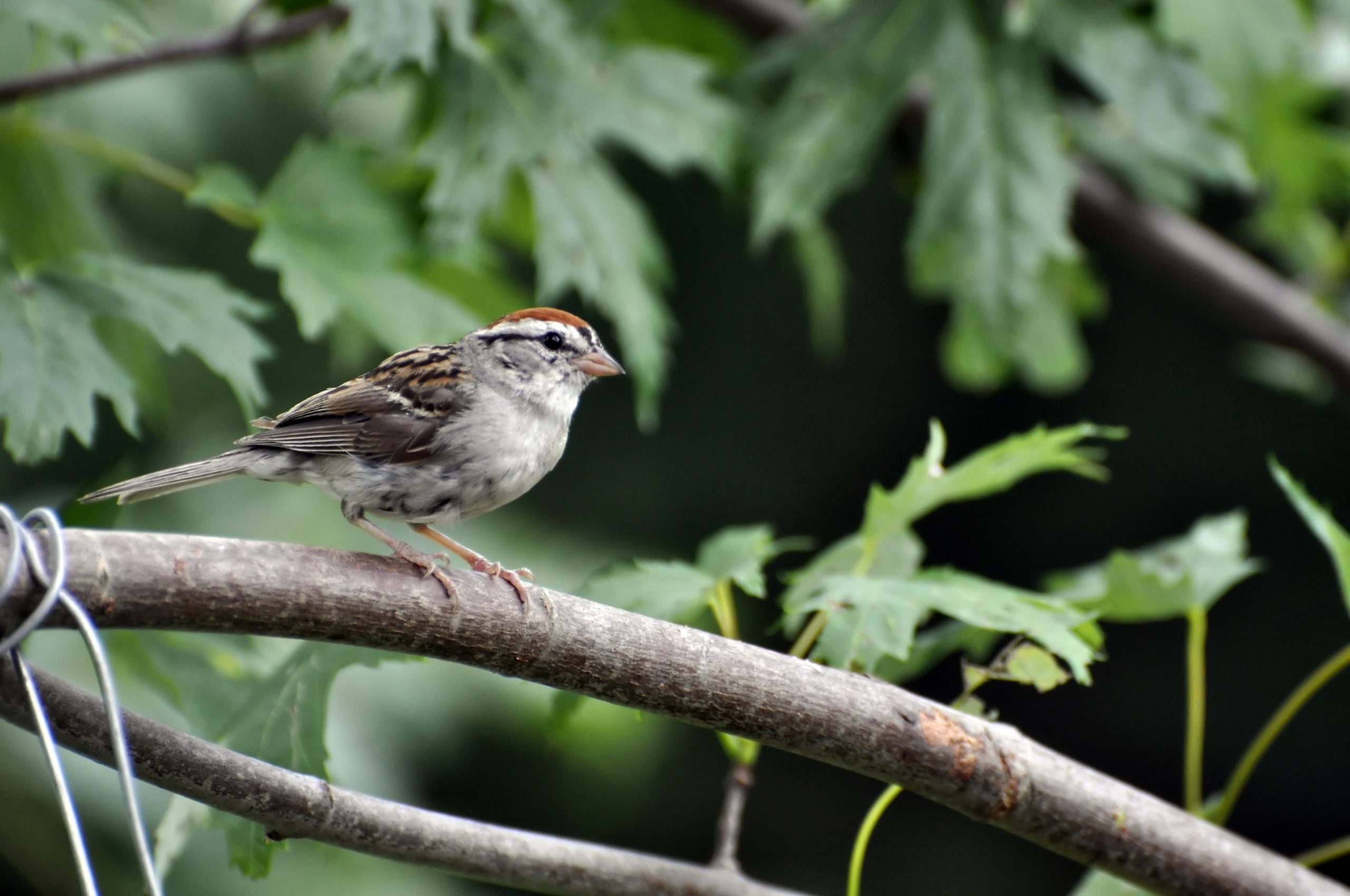 You are currently viewing Birdwatching Rwanda Uganda