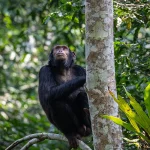 How much is Chimpanzee Habituation permit in Uganda