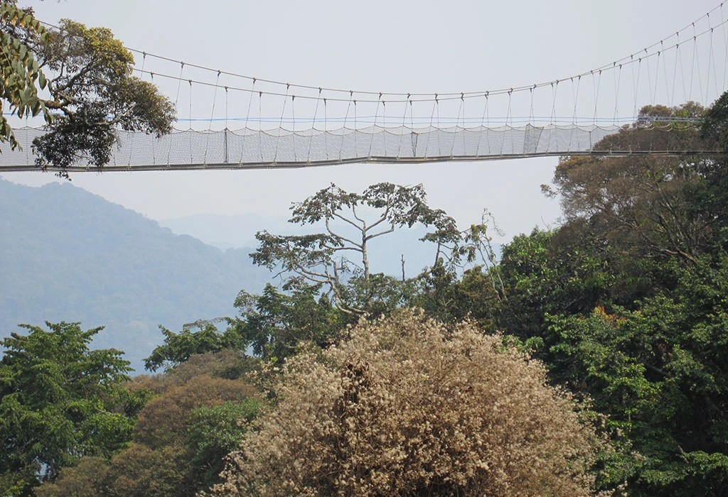 You are currently viewing Nyungwe Chimpanzee trekking