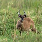 Katonga Wildlife Reserve.