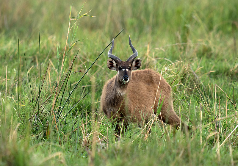 You are currently viewing Katonga Wildlife Reserve.