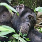 Uganda chimpanzee tours.