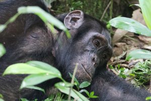 Read more about the article Uganda chimpanzee tours.