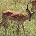 Akagera safari tours.