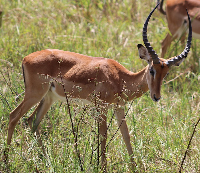 Akagera safari tours.