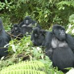 The Nyakagezi Gorilla family