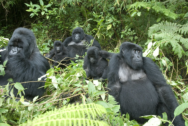 You are currently viewing The Nyakagezi Gorilla family