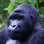 Which country is best for gorilla trekking?