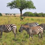 Kidepo Valley National Park.