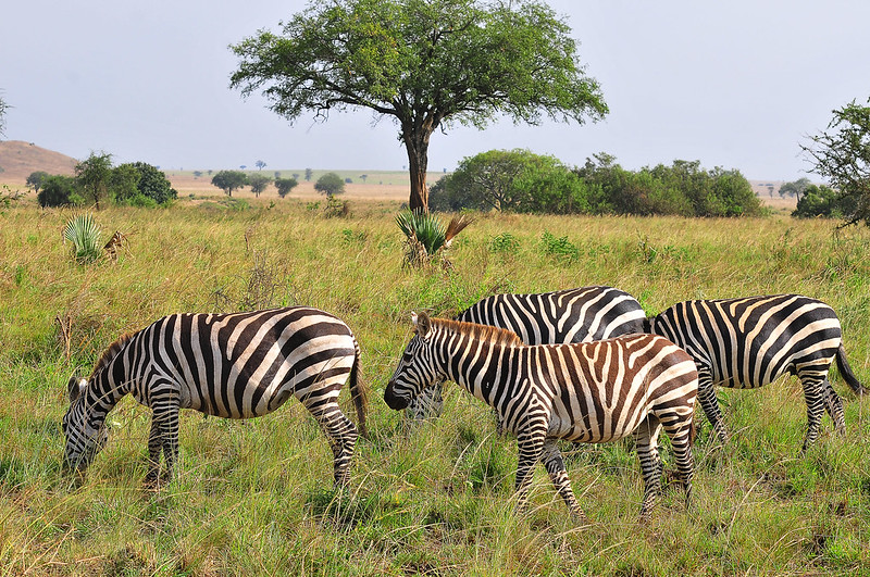You are currently viewing Kidepo Valley National Park.