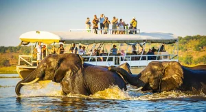 Read more about the article Best Destinations for safaris in Africa