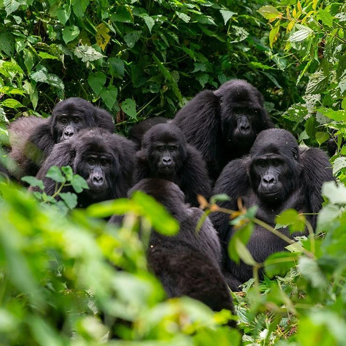 You are currently viewing Bwindi Impenetrable Gorilla Tours