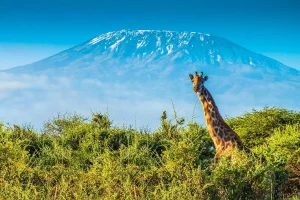 Read more about the article Can you climb Kilimanjaro without a guide?
