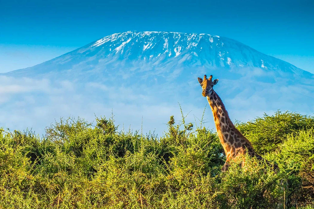 You are currently viewing Can you climb Kilimanjaro without a guide?