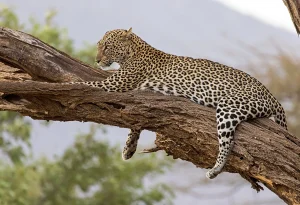 Read more about the article Top Places to Visit in East Africa in 2025