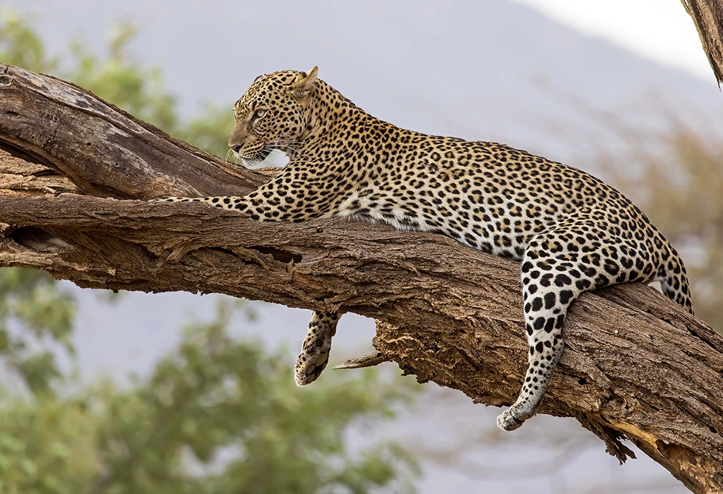 You are currently viewing Top Places to Visit in East Africa in 2025