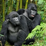 3-Day Uganda Gorilla Trekking Safari from Entebbe