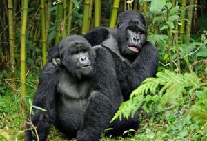 Read more about the article 3-Day Uganda Gorilla Trekking Safari from Entebbe