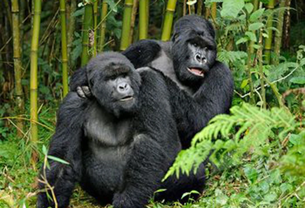 You are currently viewing 3-Day Uganda Gorilla Trekking Safari from Entebbe
