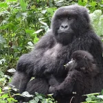 Can I Combine Gorilla Trekking with Other Activities in Rwanda?