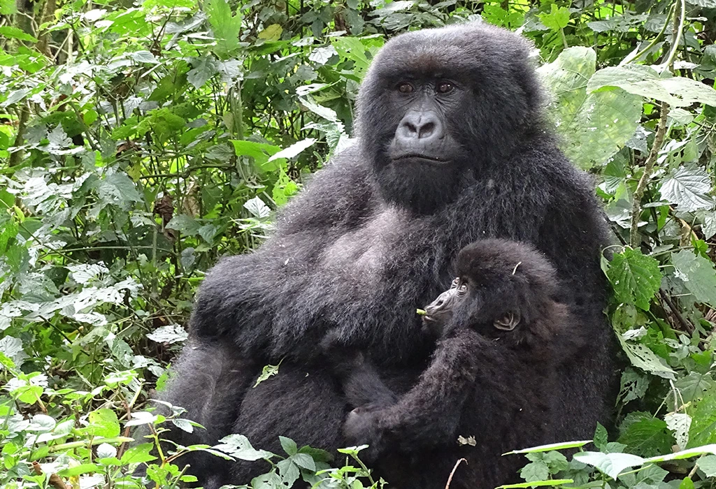 You are currently viewing Can I Combine Gorilla Trekking with Other Activities in Rwanda?