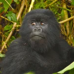 Gorilla Trekking in Rwanda and Uganda