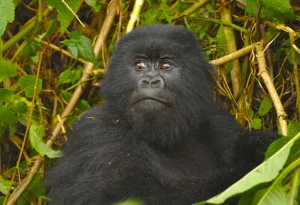 Read more about the article Gorilla Trekking in Rwanda and Uganda