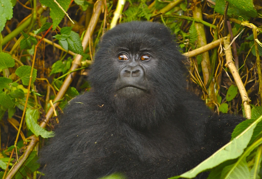 You are currently viewing Gorilla Trekking in Rwanda and Uganda