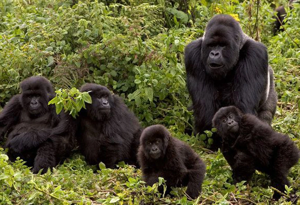 You are currently viewing Combined Uganda and Rwanda Gorilla Safari