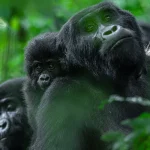 Best time of the year to go see gorillas in Bwindi?