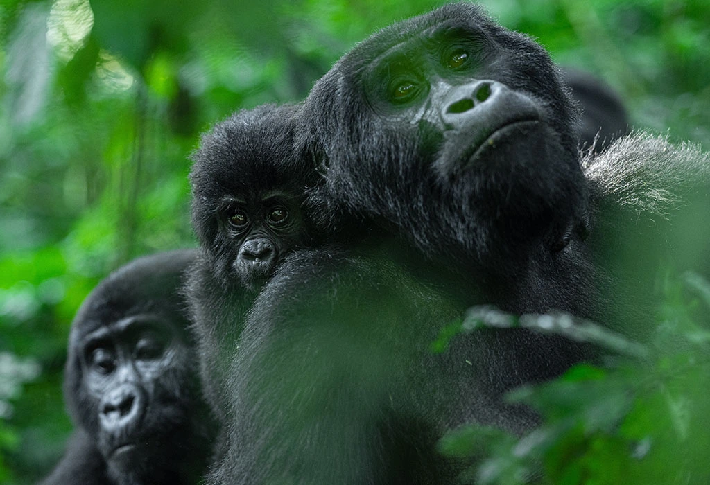 You are currently viewing Best time of the year to go see gorillas in Bwindi?