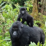 How Far Is Lake Mburo National Park from Bwindi?