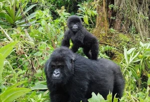 Read more about the article How Far Is Lake Mburo National Park from Bwindi?