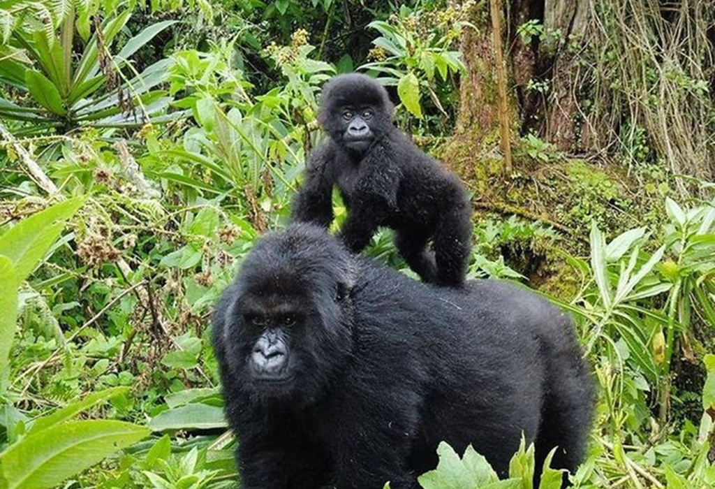 You are currently viewing How Far Is Lake Mburo National Park from Bwindi?