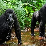 Best time of the year to see gorillas in Rwanda and Uganda