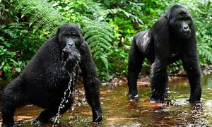 Read more about the article Best time of the year to see gorillas in Rwanda and Uganda