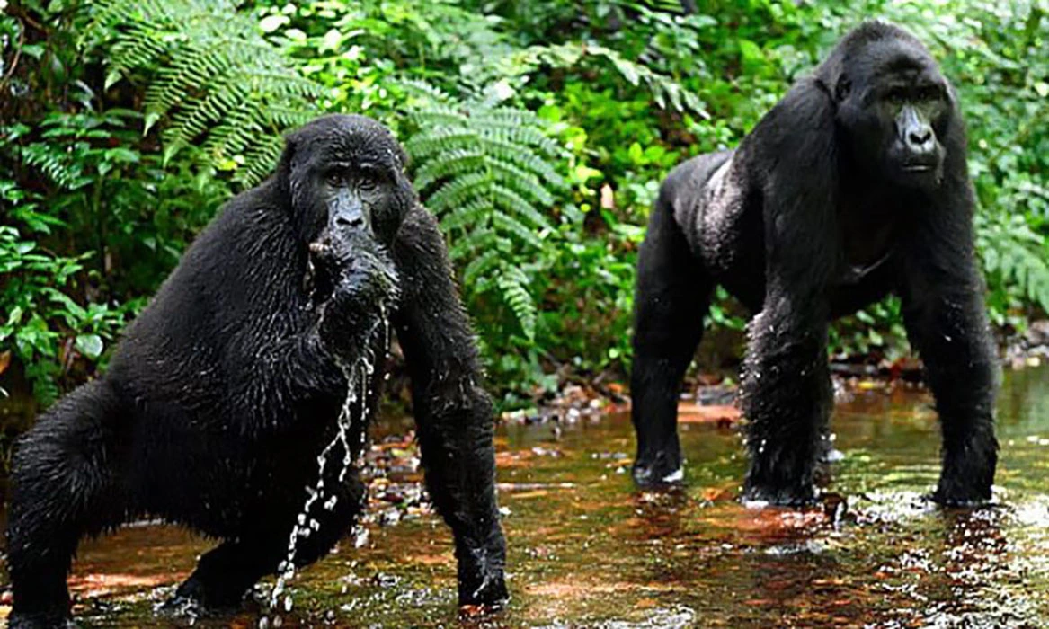 You are currently viewing Best time of the year to see gorillas in Rwanda and Uganda