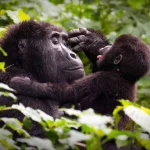 7 Day Uganda wildlife and Gorilla trekking Safari.