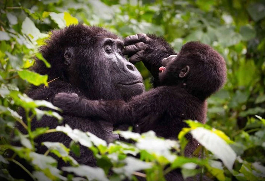 You are currently viewing 7 Day Uganda wildlife and Gorilla trekking Safari.